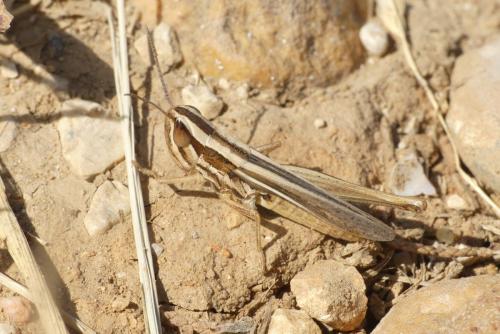 Euchorthippus chopardi